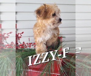 Bichon Frise Puppy for sale in STANTON, MI, USA