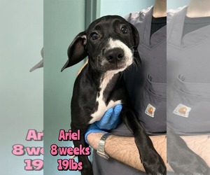 Mutt Dogs for adoption in Woodbury, NY, USA