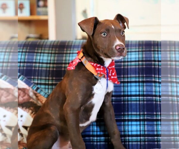 Medium Photo #4 American Pit Bull Terrier-Unknown Mix Puppy For Sale in Rockaway, NJ, USA
