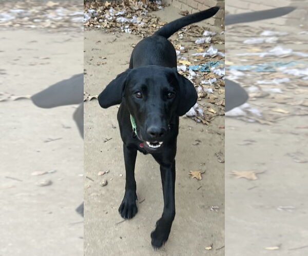 Medium Photo #3 Unknown-Weimaraner Mix Puppy For Sale in Boston, MA, USA