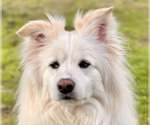 Medium Border Collie-Samoyed Mix