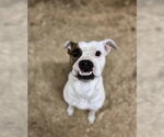 Small #3 Boxer