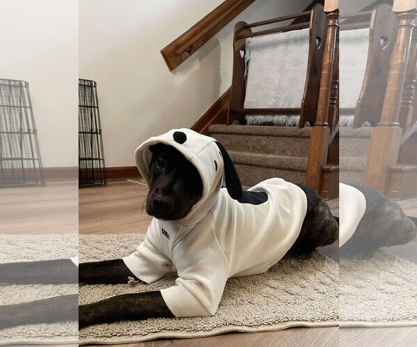 Medium Photo #4 Mutt Puppy For Sale in Holly Springs, NC, USA