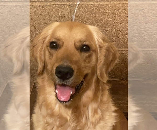 Medium Photo #1 Golden Retriever Puppy For Sale in SCOTTSDALE, AZ, USA