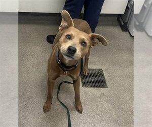 Staffordshire Bull Terrier-Unknown Mix Dogs for adoption in HESPERIA, CA, USA