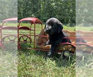 Labrador Retriever Puppy for sale in NEOLA, WV, USA