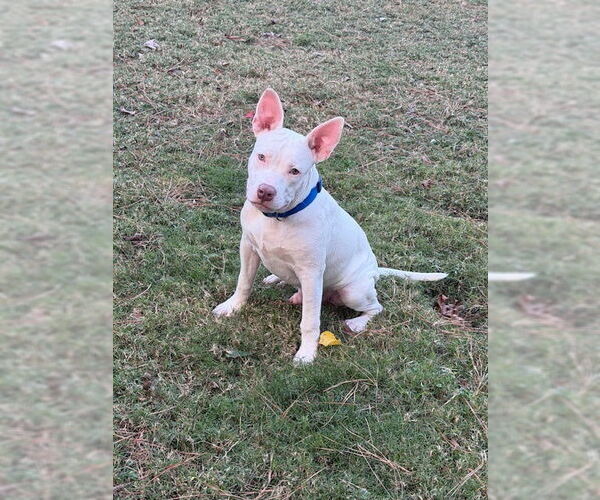 Medium Photo #3 Mutt Puppy For Sale in Oak Bluffs, MA, USA