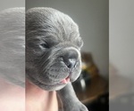 Small #3 American Bully-French Bulldog Mix