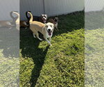 Small #3 Akita-Siberian Husky Mix