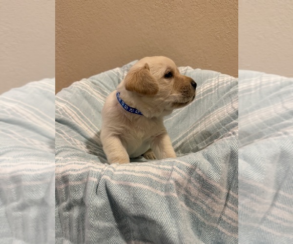 Medium Photo #7 Labrador Retriever Puppy For Sale in LELAND, NC, USA