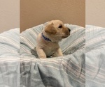 Black female - Female Labrador Retriever Puppy for Sale - Photo #7