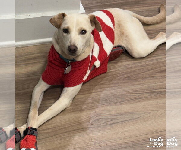 Medium Photo #4 Labrador Retriever-Unknown Mix Puppy For Sale in Washington, DC, USA