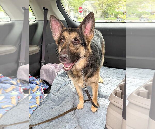 Medium Photo #3 German Shepherd Dog Puppy For Sale in Millburn, NJ, USA