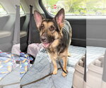 Small #2 German Shepherd Dog