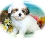 Small Photo #1 ShihPoo Puppy For Sale in HAMMOND, IN, USA