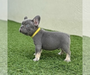 French Bulldog Puppy for Sale in CORAL SPRINGS, Florida USA
