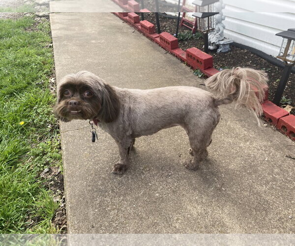 Medium Photo #1 Shih Tzu Puppy For Sale in McKinney, TX, USA