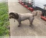 Baby - Female Shih Tzu Dog for Adoption - Small photo