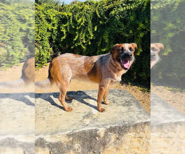 Medium Photo #4 Mutt Puppy For Sale in Canton, CT, USA
