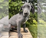 Small #3 Great Dane