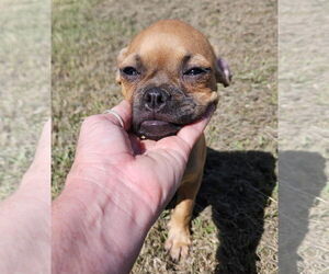 Chug Dogs for adoption in Wakefield, RI, USA