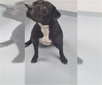 Small Mutt