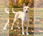 Cashmere 26/683 - Male Mutt Dog for Adoption - Small photo