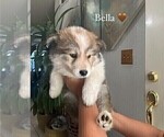 Puppy 3 Border Collie-Siberian Husky Mix