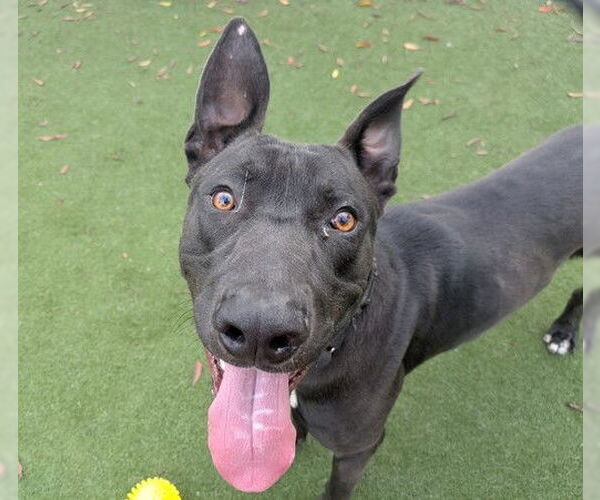 Medium Photo #2 Labrador Retriever-Unknown Mix Puppy For Sale in Martinez, CA, USA