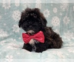 Small Photo #9 ShihPoo Puppy For Sale in LAKELAND, FL, USA