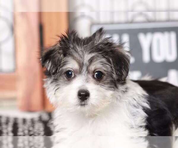 Medium Photo #2 Morkie Puppy For Sale in NAPLES, FL, USA