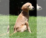 Small #4 Golden Retriever