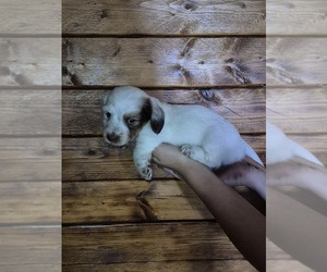 Dachshund Puppy for sale in BULLS GAP, TN, USA