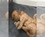 Puppy 5 Cock-A-Poo-Goldendoodle Mix