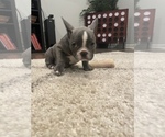 Small Photo #4 French Bulldog Puppy For Sale in PORTSMOUTH, VA, USA