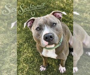 SEABISCUIT - Male American Staffordshire Terrier Dog for Adoption - Photo #2