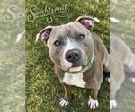 Small Photo #2 American Staffordshire Terrier Puppy For Sale in Derwood, MD, USA