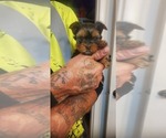 Puppy Puppy 2 Yorkshire Terrier