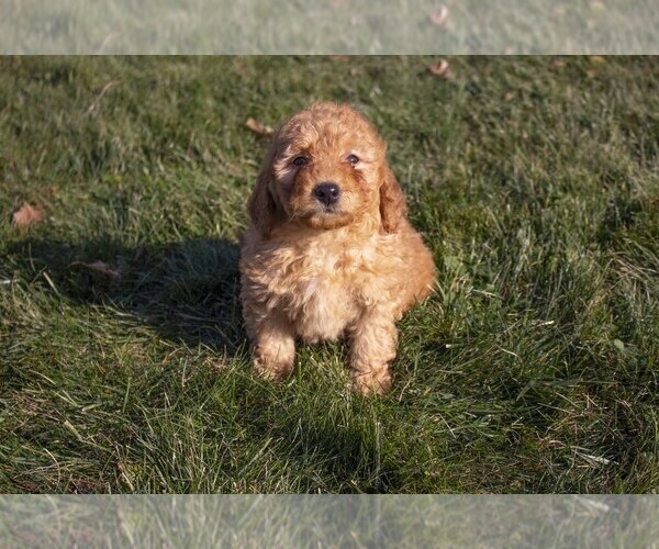 Medium Photo #3 Goldendoodle (Miniature) Puppy For Sale in FREDERICKSBURG, OH, USA