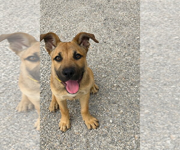 Medium Photo #2 German Shepherd Dog-Unknown Mix Puppy For Sale in Evansville, IN, USA