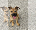 Small #1 German Shepherd Dog Mix
