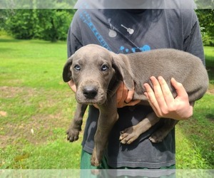 Great Dane Puppy for sale in BRADFORD, AR, USA