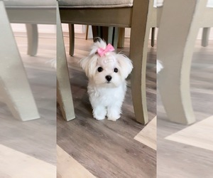 Maltese Puppy for sale in LOS ANGELES, CA, USA
