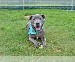 Mutt Dogs for adoption in McKinney, TX, USA