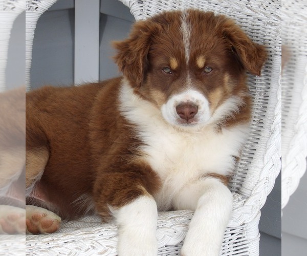 Medium Photo #4 Australian Shepherd Puppy For Sale in GLADE SPRING, VA, USA