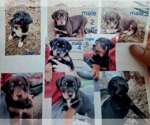 Australian Shepherd-Rottweiler Mix Litter for sale in CROOKSVILLE, OH, USA