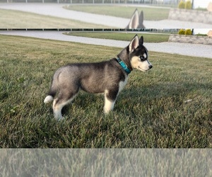 Siberian Husky Puppy for sale in GOSHEN, IN, USA