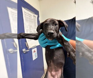 Doberman Pinscher-Unknown Mix Dogs for adoption in Bakersfield, CA, USA