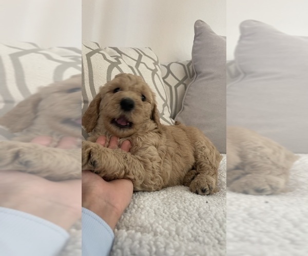 Medium Photo #13 Goldendoodle Puppy For Sale in SAN DIEGO, CA, USA