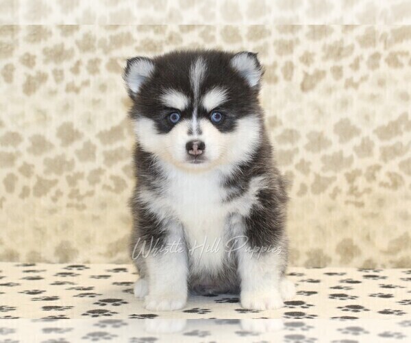 Medium Photo #3 Pomsky Puppy For Sale in DENVER, PA, USA